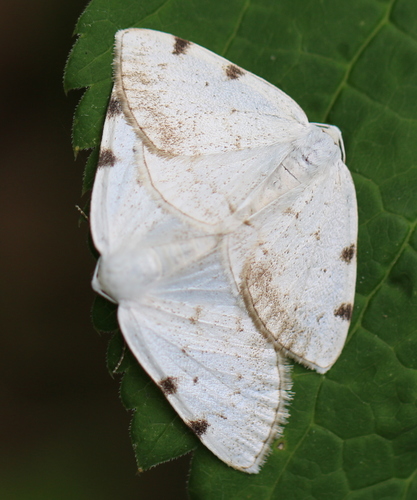White-pinion Spotted