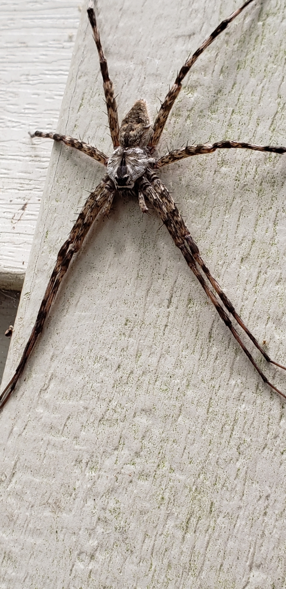 Spider Slick Swimming and spinning aquatic spiders use slick survival strategies ...
