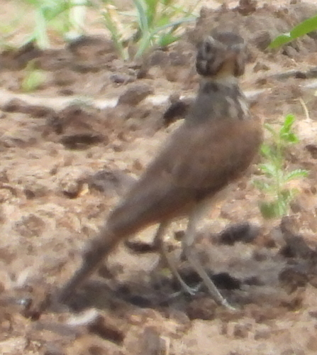 Dusky Lark (Pinarocorys nigricans), photo 5