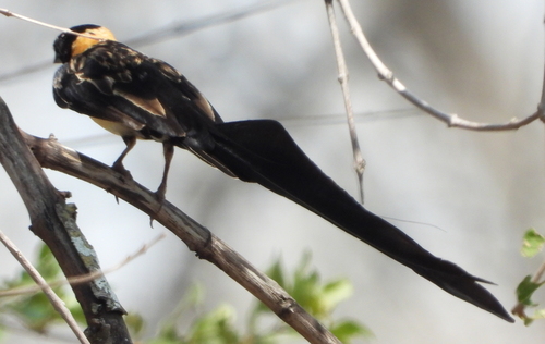 Long-tailed Paradise Whydah (Vidua paradisaea), photo 6