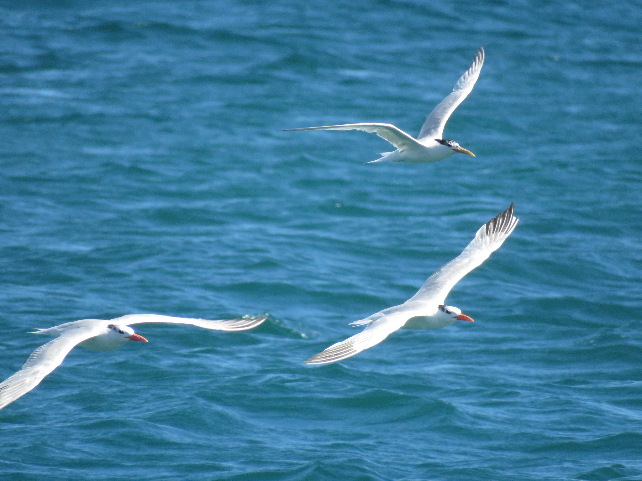 Sandwich Tern
