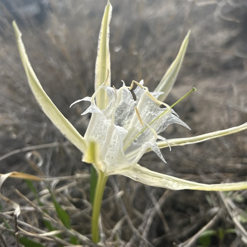 Pancratium tenuifolium (Pancratium tenuifolium)