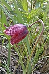 Fritillaria meleagroides