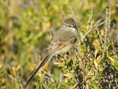 Leptasthenura aegithaloides