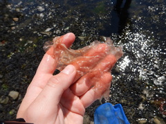 Rhodophyta