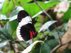 Heliconius sapho sapho