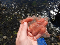 Rhodophyta