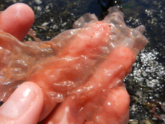 Rhodophyta