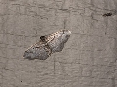 Costaconvexa