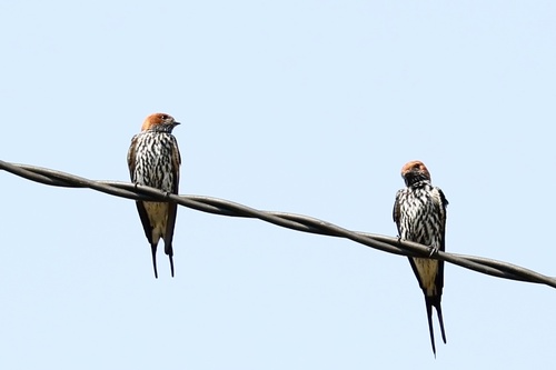 Lesser Striped Swallow