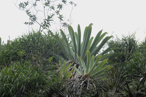 Alcantarea glaziouana (Alcantarea glaziouana)