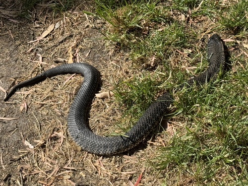 Western Tiger Snake sighting