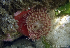 Cribrinopsis albopunctata