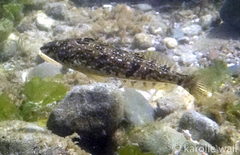 Hexagrammos stelleri