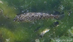 Hexagrammos stelleri