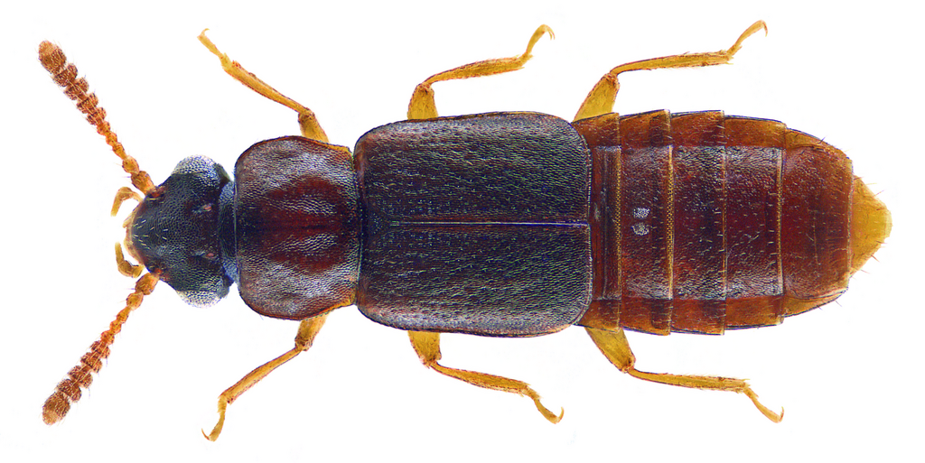 Phloeonomus punctipennis