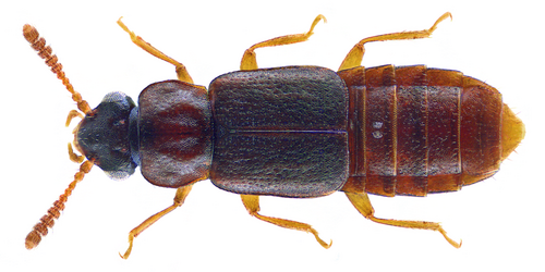 Phloeonomus punctipennis