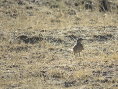 Upucerthia dumetaria