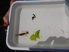 Palaemon macrodactylus