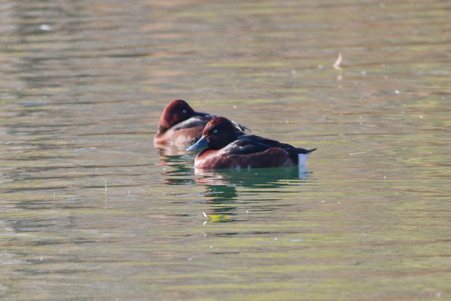 Ferruginous Duck