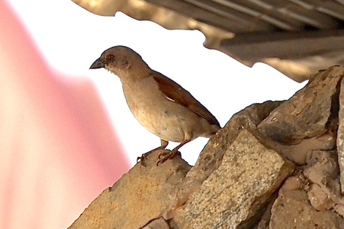 Northern Grey-headed Sparrow