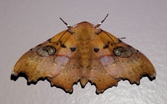 Tautobriga glaucopis