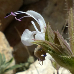Salvia palaestina