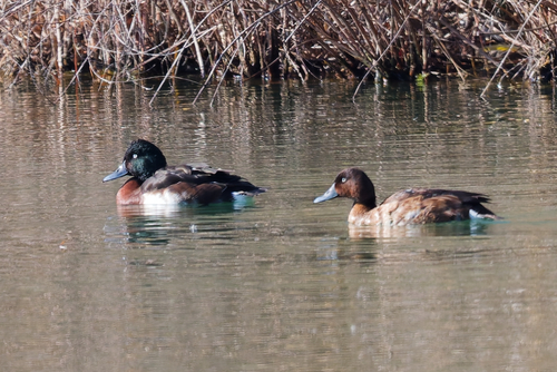 Baer's Pochard
