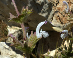Salvia palaestina