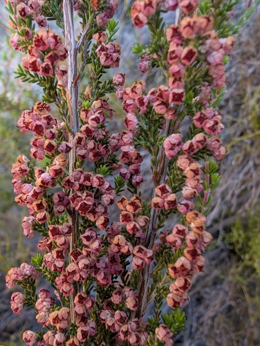 Crested Heath (Erica cristiflora)
