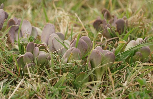 Kleinia petraea (Kleinia petraea)