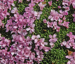 Silene acaulis exscapa