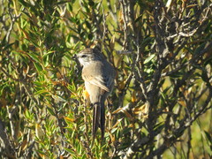 Leptasthenura aegithaloides