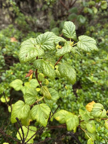 Ribes costaricensis (Ribes costaricensis)