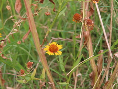Helenium elegans