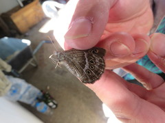 Pampasatyrus gyrtone