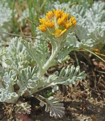 Jacobaea incana