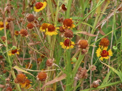 Helenium elegans