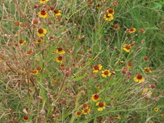 Helenium elegans