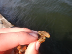 Botryllus schlosseri