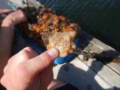 Botryllus schlosseri