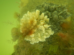 Botryllus schlosseri