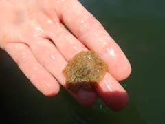 Botryllus schlosseri