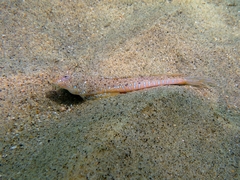 Sailfin Dragonet photo 4