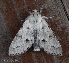 Acronicta vulpina