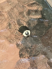 Necrophila americana