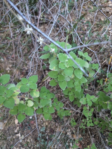 Image of Pseudodictamnus hirsutus by no rights reserved