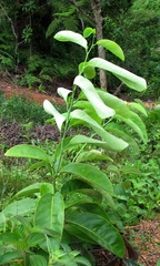 Image of Passiflora tica