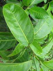Passiflora tica