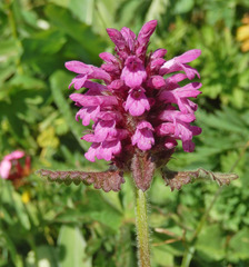 Betonica hirsuta